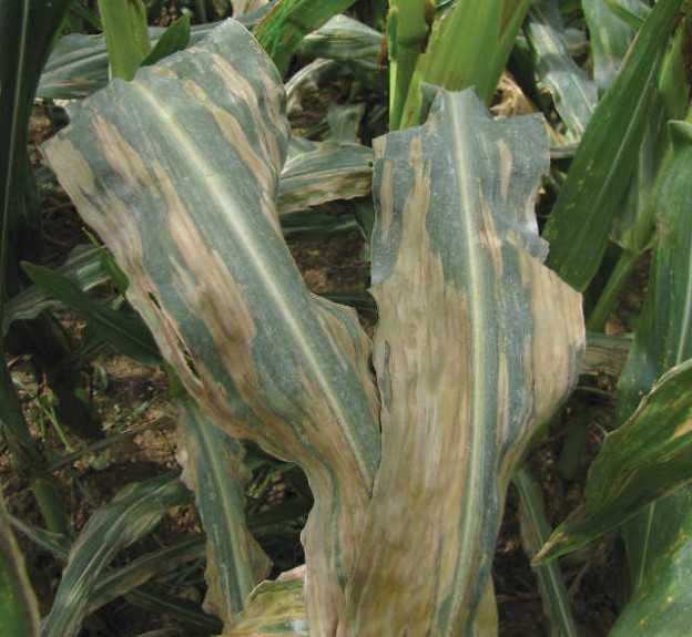 What You Need To Know About Northern Corn Leaf Blight Growing Produce 7899