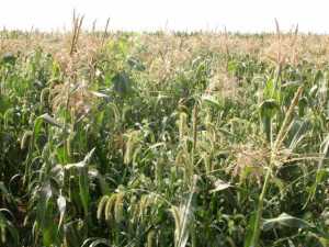 Sweet corn growers need to be wary of annual grasses as these weeds can be very competitive with the crop.  Photo credit: Dwight Lingenfelter, Penn State University