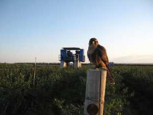 Sam Wayne, an aplomado falcon, stands guard over a vineyard, preventing entry. (Photo credit: Justin Robertson)