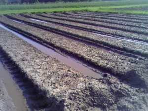 Too much rain, especially if delivered in frequent showers, causes a number of problems for growers. Photo courtesy of Matthew Kleinhenz