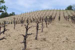 Dave Osgood’s dry-farmed and head-trained vineyard in Paso Robles, CA, taken this March. Usually, there would be a cover crop growing, but with the drought this year, Osgood has bare soils. (Photo credit: Community Alliance for Family Farmers)