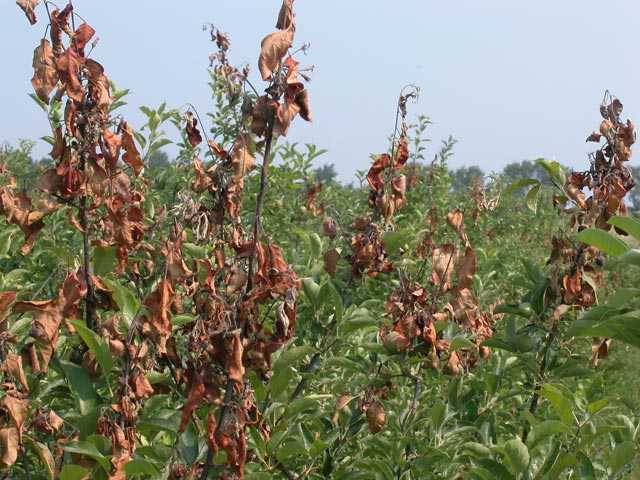 Prevent Fire Blight with Biological Controls