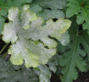 Powdery mildew on a Cabernet Sauvignon grapevine leaf. (Photo credit: USDA grape genetics publications and research)