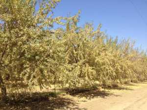 2013-09-06: Almond trees exhibiting leaf drop due to severe stress. Periods of extreme stress should be avoided to reduce the chance of total tree defoliation.  (Photo Credit: David Doll)