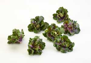 Kalettes 4 for web