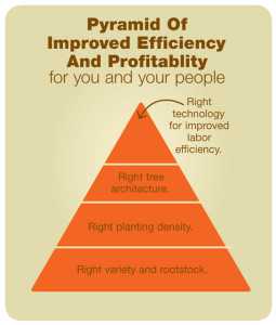 Mario's-pyramid-of-improved-efficiency-and-profitablilty