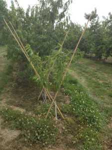 Growers are starting to build orchards suited to vehicle-mounted string thinners using techniques such as bamboo or metal conduit poles embedded in the ground as temporary training aides. (Picture courtesy of Bill Shane)