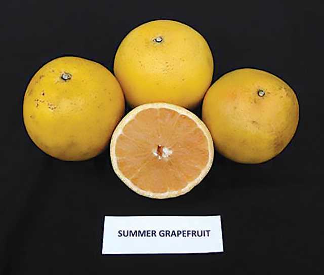 Summer Gold Grapefruit is part of the upcoming FAST TRACK suite. Photo courtesy of Florida Foundation Seed Producers Inc.