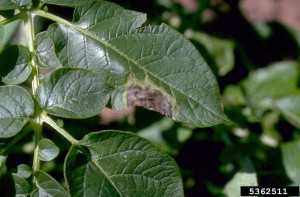 Late blight (Phytophthora infestans) infection of  a potato leaflet. Photo credit: Howard F. Schwartz, Colorado State University. 