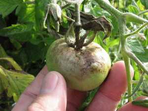 Late blight shown in a tomato. Photo courtesy of UF/IFAS.