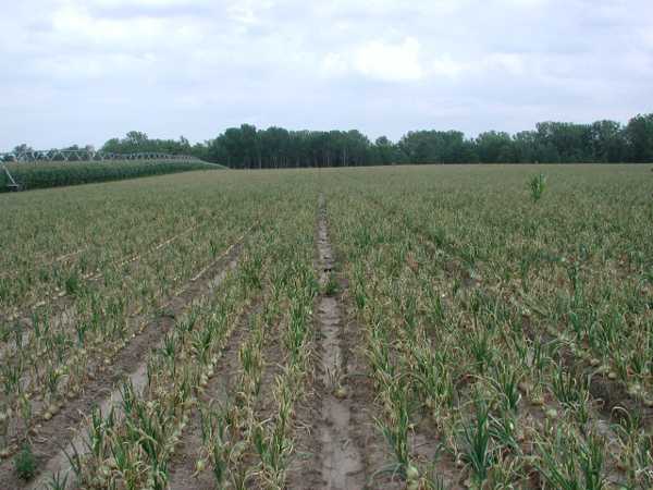 Thrips transmitted iris yellow spot virus severely damaged the onion plants in this field. Photos credit: Brian Nault
