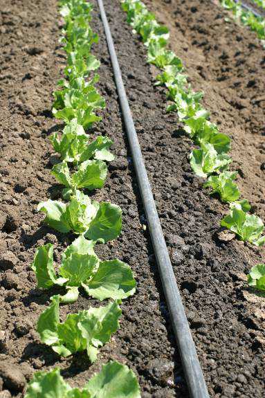 The number of acres utilizing drip irrigation has risen from 14% in 2002 to 58% in 2012. Photos courtesy of Richard Smith.