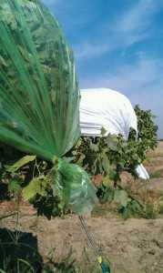 Green and white plastic rain covers on Red Globe table grapes in Fresno, CA. In studies, it appears green covers may delay fruit ripening and both covers may provide some protection from postharvest rots. (Photo credit: Matthew Fidelibus)