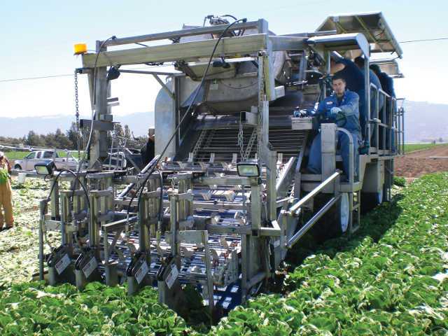 Taylor Farms uses three mechanical harvesters built by California-based Ramsay Highlander, who also owns the patent for the equipment. The harvester, designed to handle Romaine and green leaf crops, uses a patented water jet system to cut the vegetables.  Photo courtesy of Frank Maconachy 
