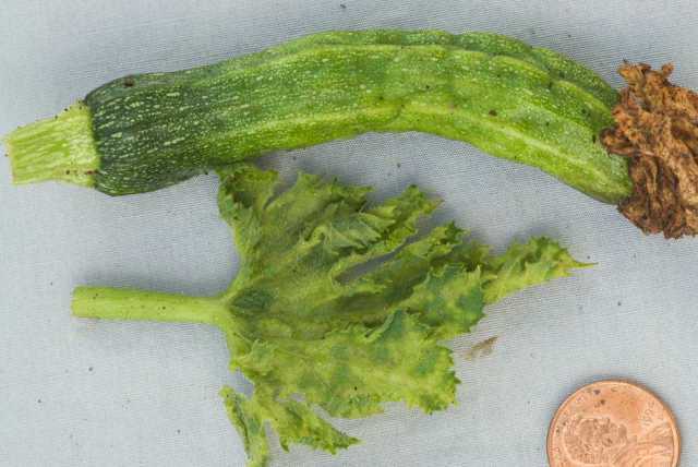 To mitigate losses, as shown here and above with the deformed squash and  yellowed leaves, scout your fields so you can take action to reduce pest populations.   Photo courtesy of Steve Koike