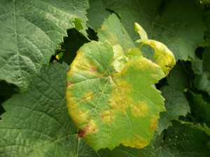 Downy mildew on grape leaf. (Photo credit: Cornell University)