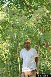 Giant hogweed grow up to 14 feet tall.  Photo credit: Rob Routledge, Sault College, Bugwood.org