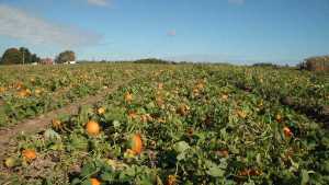 Of all the crops the Schachts have offered in their U-Pick operation, pumpkins are by far the easiest and safest for the customers to pick.
