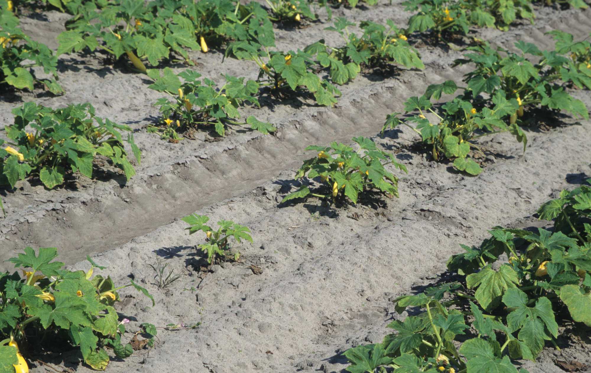 4 Methyl Bromide Alternatives To Consider