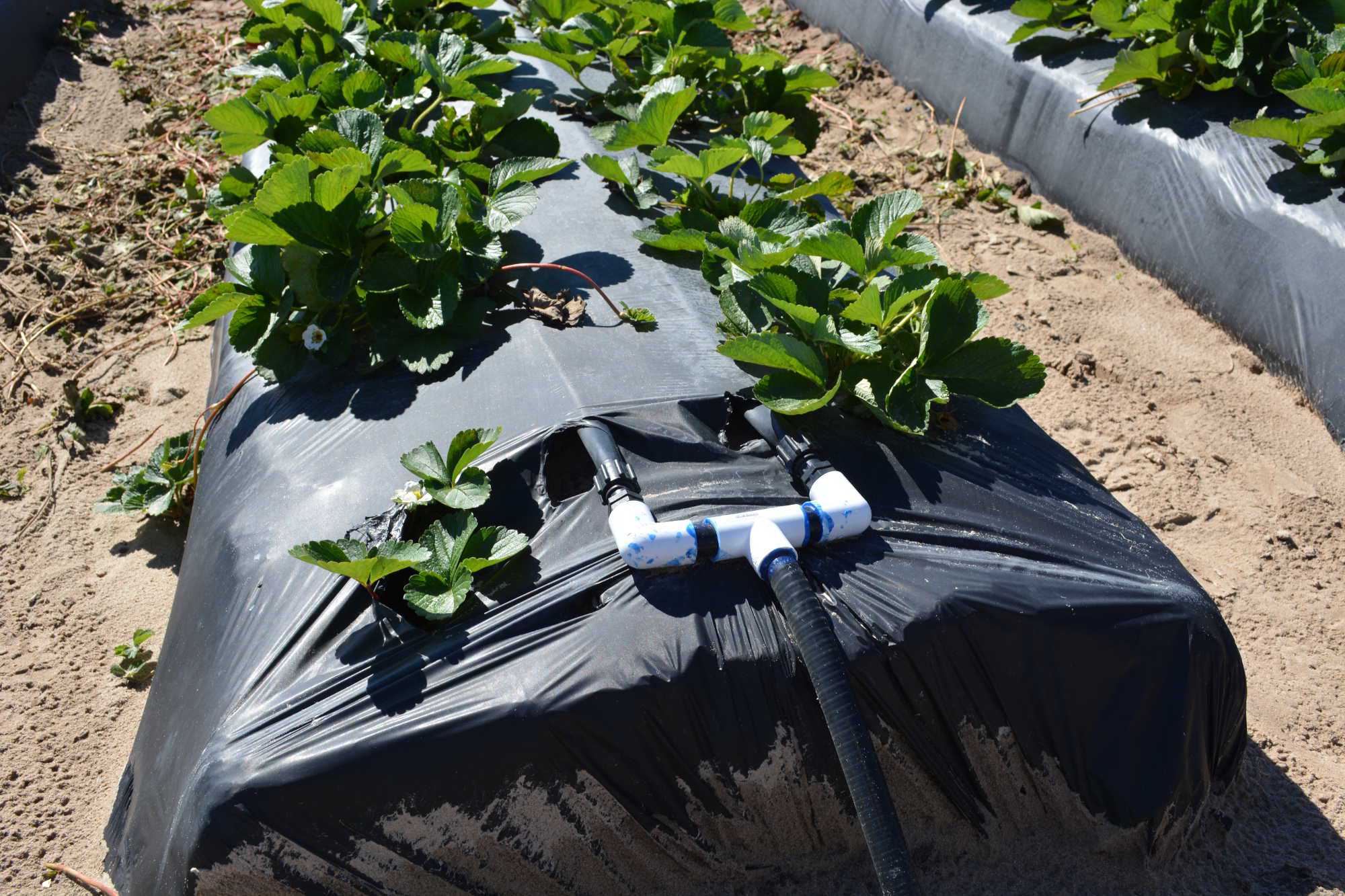 How to Match Drip Irrigation to Improve Berry Water Management