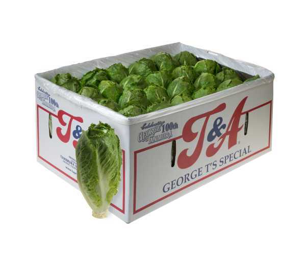 Tanimura & Antle introduces a new lettuce variety, George T’s Special Colossal Romaine Heart, in honor of company co-founder George Tanimura who is celebrating his 100th year in 2014. 