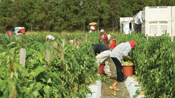 Farmworkers picking tomatoes