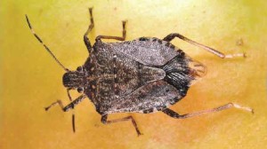 Brown marmorated stink bug-feature size