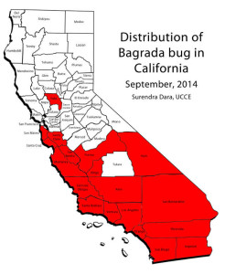 Bagrada bug distribution in California September 2014_WR
