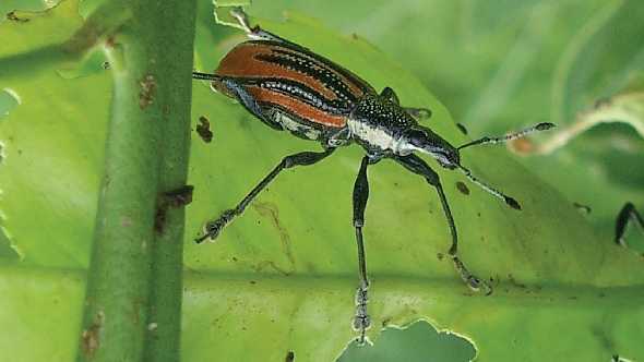 Diaprepes root weevil Photo by Robin Stuart