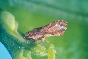 asian citrus psyllid adult