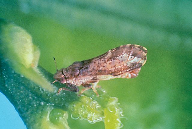 Asian citrus psyllid adults only reach the size of an aphid. (Photo credit: Jeffrey W. Lotz, Florida Dept. of Agriculture)