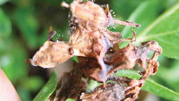 Symptoms of gray mold can be seen on this blueberry bush. Photo by Caleb Slemmons