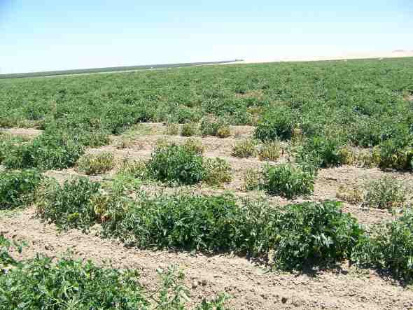 In 2013, tomato fields with 30% to 50% incidence of beet curly top virus were observed. Afflicted plants can be scattered throughout the field, as shown here. Photo courtesy of Bob Gilbertson, University of California-Davis