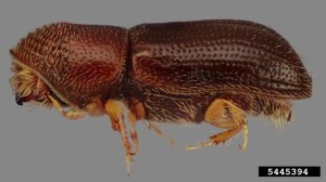 Walnut twig beetle (Photo credit: Bugwood.com)