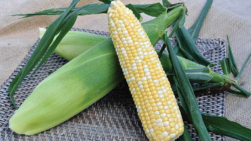 12 Sweet Corn Varieties Specially Suited For The Sunshine