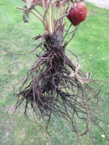 This strawberry plant with black root rot has virtually no healthy roots left.