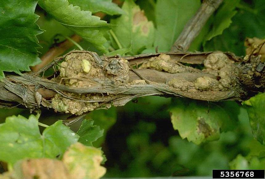This stem of a grapevine shows symptoms (Photo credit: William M. Brown Jr., Bugwood.org)