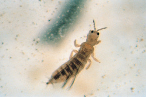 Thrips are very difficult to see and often go undetected until they’re in large numbers.
