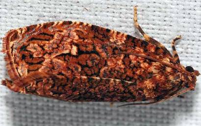 Phaecasiophora fernaldana Walsingham moth (Photo credit: U.S. Customs and Border Protection)