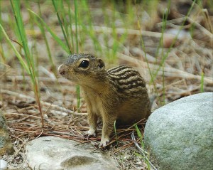 A 13-line ground squirrel. (Wikimedia commons photo)