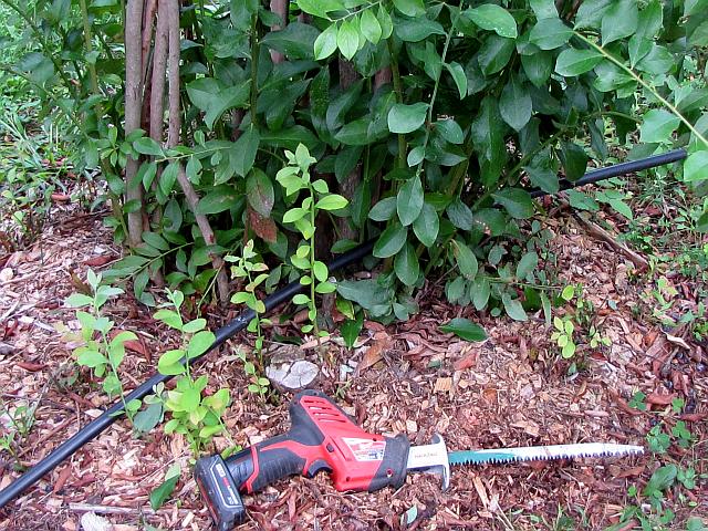 The owners of Windrush Farm in Newport, VA, purchased a small hand-held, 12 volt, lithium-ion powered reciprocating saw with 9-inch quick-change pruning blades to cut the basal stems of crowed center portions.