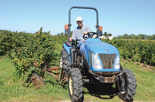 Mike Pullins of Champaign Berry Farm uses a grape hoe to shallowly cultivate his red raspberry beds to mechanically control weeds. (Photo credit: Gary Gao)