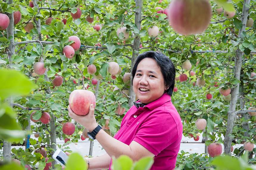 Tulip Phanuroote, WAC representative from Thailand, checks out some large apples at an Auvil Fruit Company orchard in Vantage, WA. (Photos provided by Judy Jacques/Washington Apple Commission)