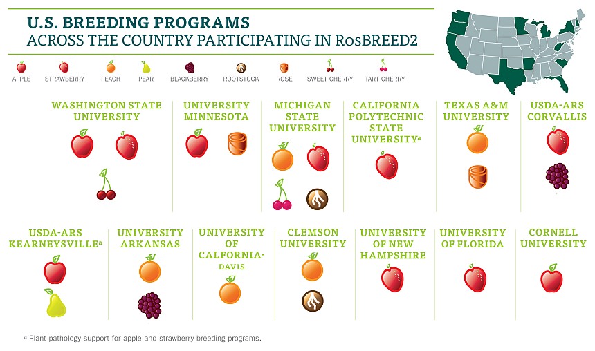 RoseBREED programs