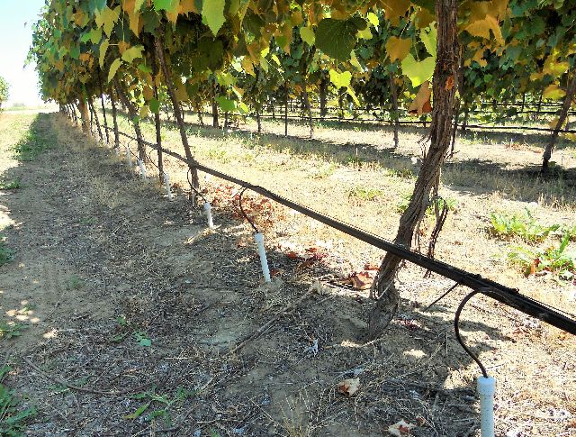 Subsurface micro-irrigation system for 12-year-old grape vines at WSU Roza Research Farm near Prosser, WA. (Photo Credit: Washington State University)