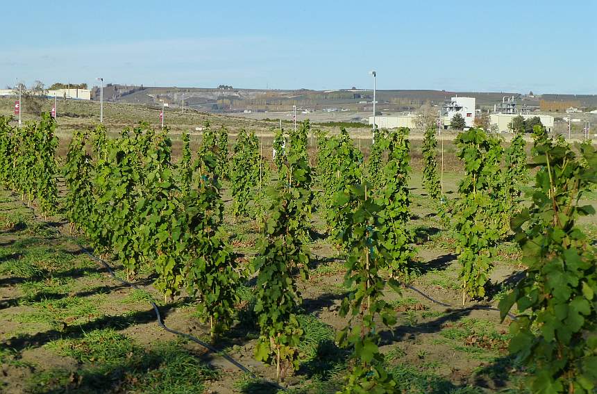 The research and testing vineyard at the Wine Science Center overlooking Sagemoor Vineyards in Pasco. (Photo credit: Washington State University)