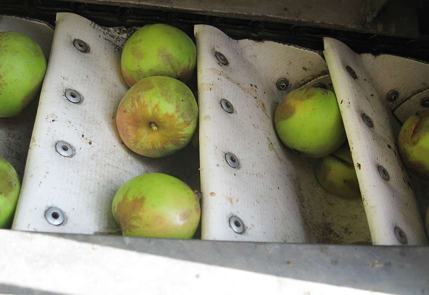 Bruising from mechanically harvesting cider apples did not affect fruit or juice quality. (Photo credit: Carol Miles, WSU)