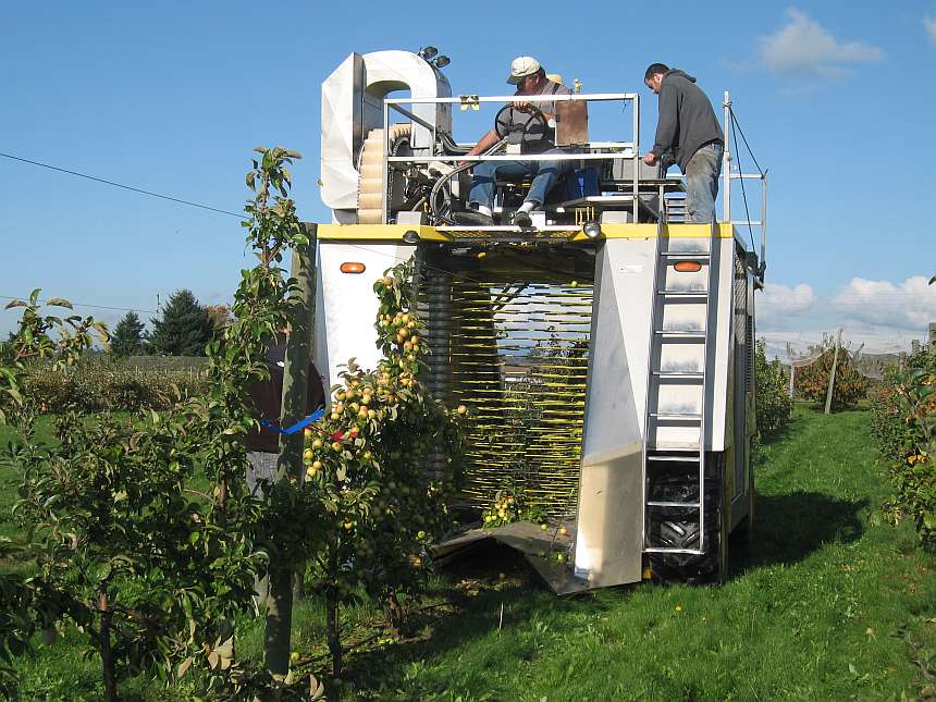 An over-the-row small fruit harvester passes over cider apple trees at WSU Mount Vernon, WA. (Photo credit: Carol Miles, WSU)