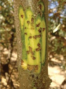 walnut injury to cambial tissues