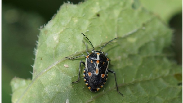 The bagrada bug has been wreaking havoc for Western growers producing cole crops.  Photo credit: John Palumbo